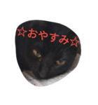 Black cat.cute（個別スタンプ：1）