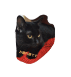 Black cat.cute（個別スタンプ：2）