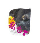 Black cat.cute（個別スタンプ：5）