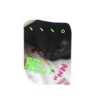 Black cat.cute（個別スタンプ：7）