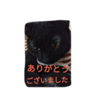 Black cat.cute（個別スタンプ：8）