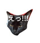 Black cat.cute（個別スタンプ：10）