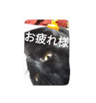 Black cat.cute（個別スタンプ：12）