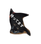 Black cat.cute（個別スタンプ：13）