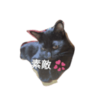 Black cat.cute（個別スタンプ：16）