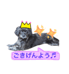 トトやんU^ェ^U②（個別スタンプ：2）