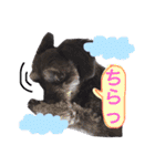 トトやんU^ェ^U②（個別スタンプ：3）