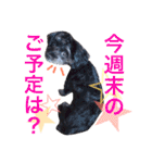 トトやんU^ェ^U②（個別スタンプ：9）