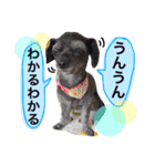トトやんU^ェ^U②（個別スタンプ：13）