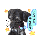 トトやんU^ェ^U②（個別スタンプ：14）