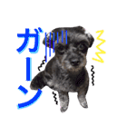 トトやんU^ェ^U②（個別スタンプ：31）