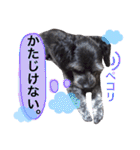 トトやんU^ェ^U②（個別スタンプ：33）