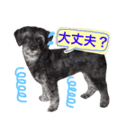 トトやんU^ェ^U②（個別スタンプ：35）
