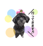 トトやんU^ェ^U②（個別スタンプ：37）