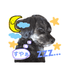 トトやんU^ェ^U②（個別スタンプ：39）