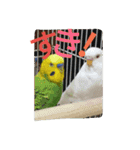 インコ＆絶景（個別スタンプ：1）