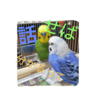 インコ＆絶景（個別スタンプ：2）