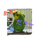 インコ＆絶景（個別スタンプ：3）