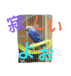 インコ＆絶景（個別スタンプ：4）