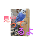 インコ＆絶景（個別スタンプ：8）