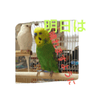 インコ＆絶景（個別スタンプ：9）