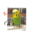 インコ＆絶景（個別スタンプ：14）