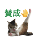 こまろう丸の「ん〜」（個別スタンプ：6）