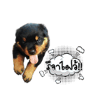 Rottie ＆ Pa-Koi（個別スタンプ：2）