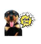 Rottie ＆ Pa-Koi（個別スタンプ：3）