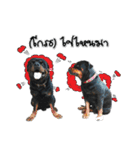 Rottie ＆ Pa-Koi（個別スタンプ：7）