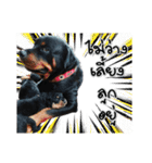 Rottie ＆ Pa-Koi（個別スタンプ：11）