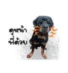 Rottie ＆ Pa-Koi（個別スタンプ：12）