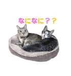 銀次郎とみつお2（個別スタンプ：5）