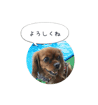 CavaGirls  2（個別スタンプ：1）