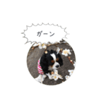 CavaGirls  2（個別スタンプ：12）