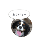 CavaGirls  2（個別スタンプ：16）