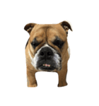 ブルドッグ パグ 柴犬（個別スタンプ：1）