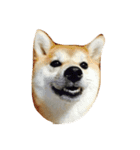 ブルドッグ パグ 柴犬（個別スタンプ：2）