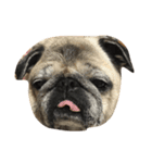 ブルドッグ パグ 柴犬（個別スタンプ：3）