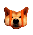 ブルドッグ パグ 柴犬（個別スタンプ：7）