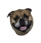 ブルドッグ パグ 柴犬（個別スタンプ：8）