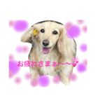 ダックス日和（個別スタンプ：1）