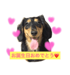 ダックス日和（個別スタンプ：2）