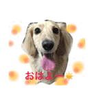 ダックス日和（個別スタンプ：4）