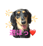 ダックス日和（個別スタンプ：7）