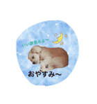 マルチーズうちのミルク（個別スタンプ：6）