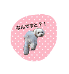 マルチーズうちのミルク（個別スタンプ：10）