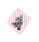 マルチーズうちのミルク（個別スタンプ：13）