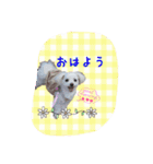マルチーズうちのミルク（個別スタンプ：23）