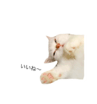 きぬさん ①（個別スタンプ：8）